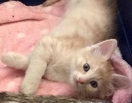 Персиковый рыжий котенок 1.5мес рудий кошеня руде котята