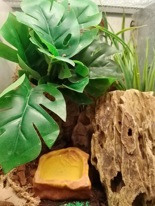 Sprzedam gekony płaczące z terrarium