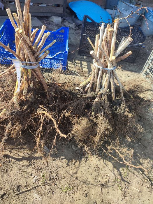 Продам свіжекопані саджанці ремонтантної малини .