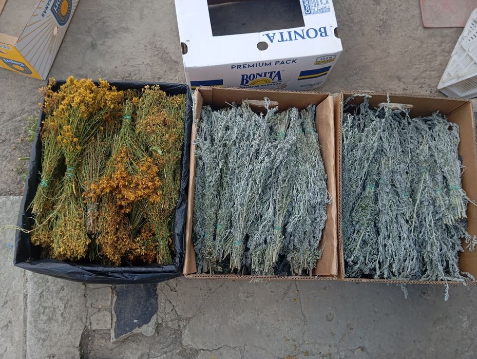 Пижма, материнка, чистотіл, в пучках меліса аір тисячолисник  душиця