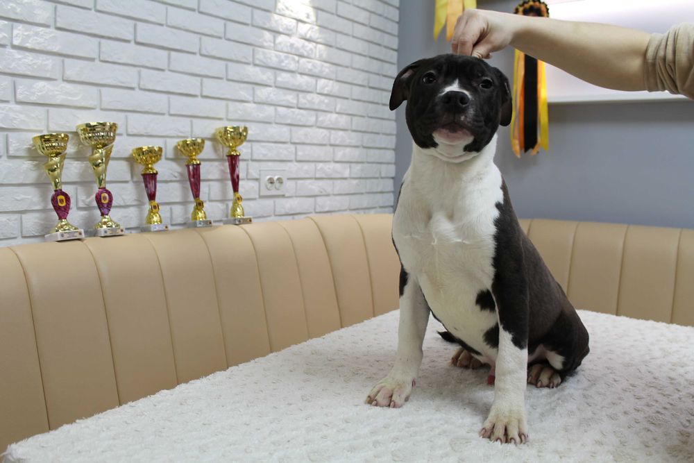 Перспективный мальчик Амстаффа