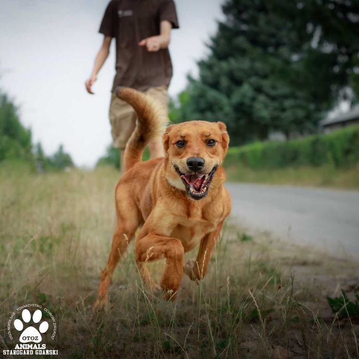 Energiczny pies Ragnar do adopcji