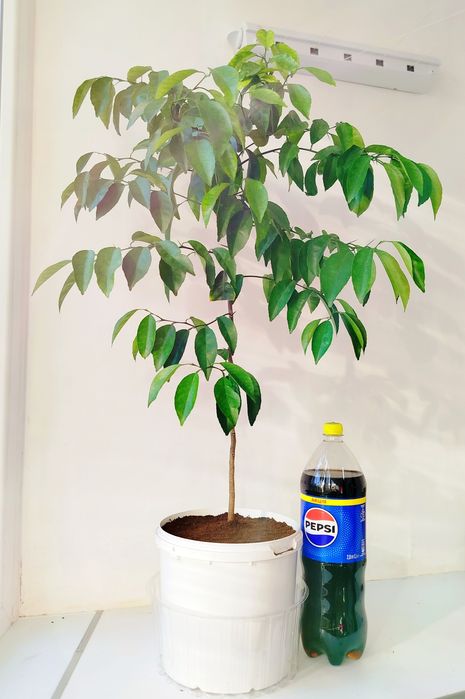 Трехлетние цитрусовые деревца с горшком подвой мандарин ростки саженцы