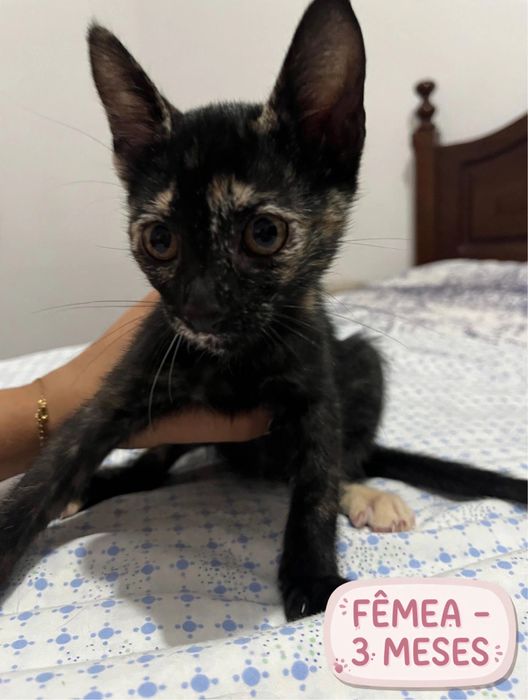 Gatos para adocao
