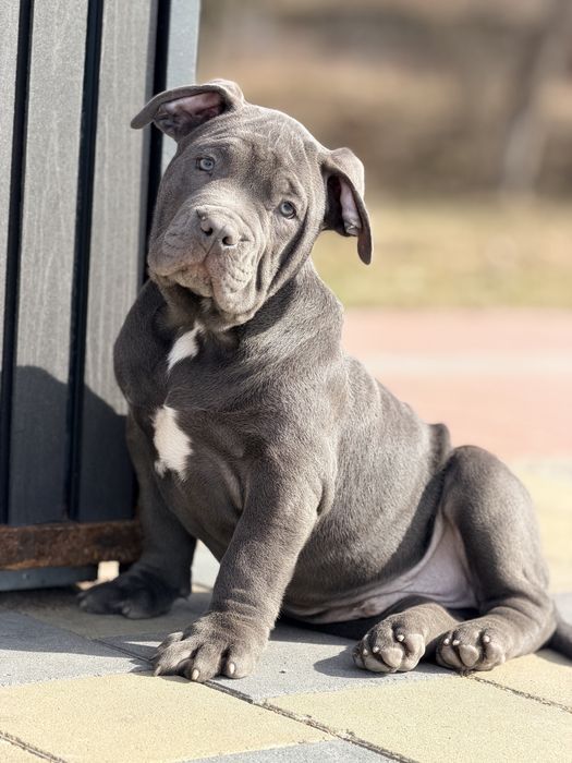 Цуценята American Bully XL різні окраси