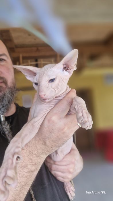 Peterbald, orientalny - kocięta