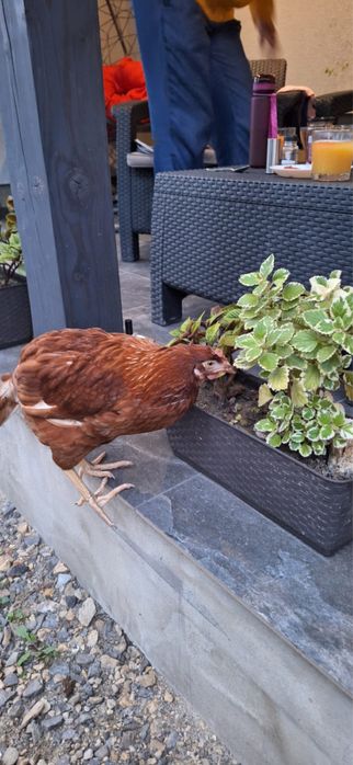 Jajka od domowych kurek