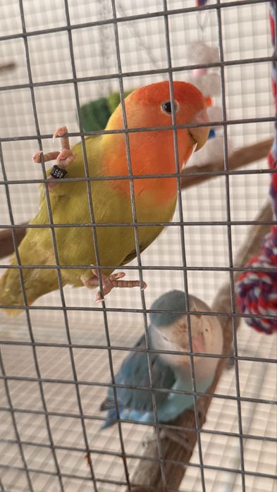 Vendo casal de Agapornis domesticado