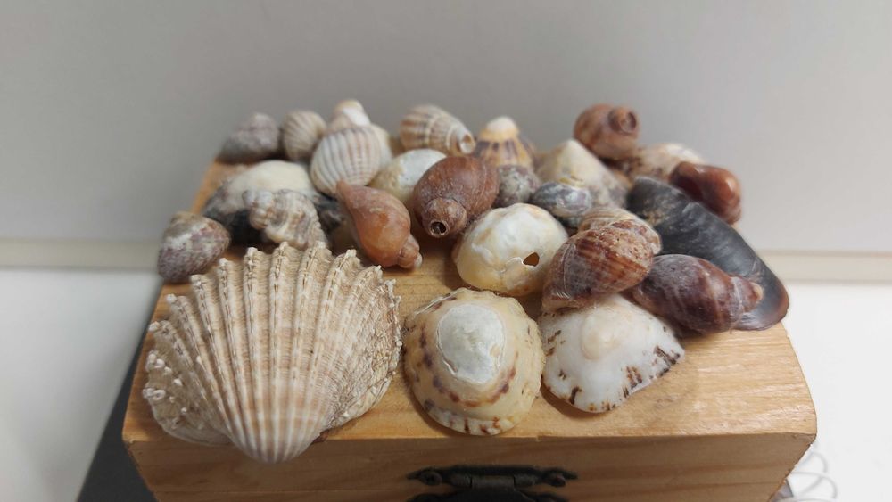 Caixa decorativa com concha marinhas