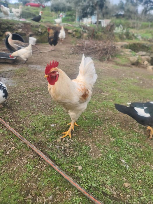 Galos brancos jovens e adultos para venda ou troca