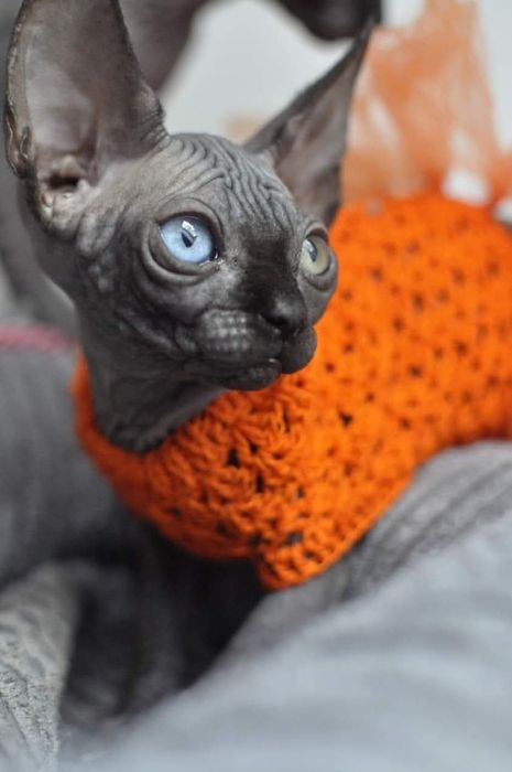 Kotka sfinks z heterochromią