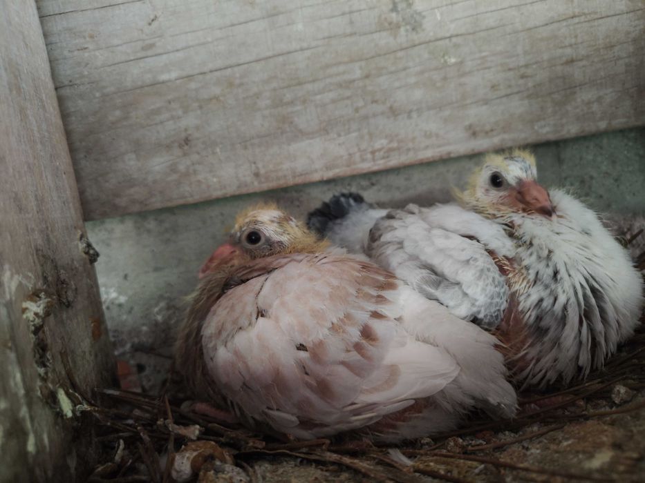 Pombos correios, borrachos puros e anilhados