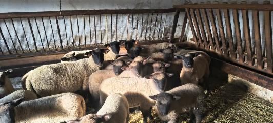 Młode jagnięta na sprzedaż