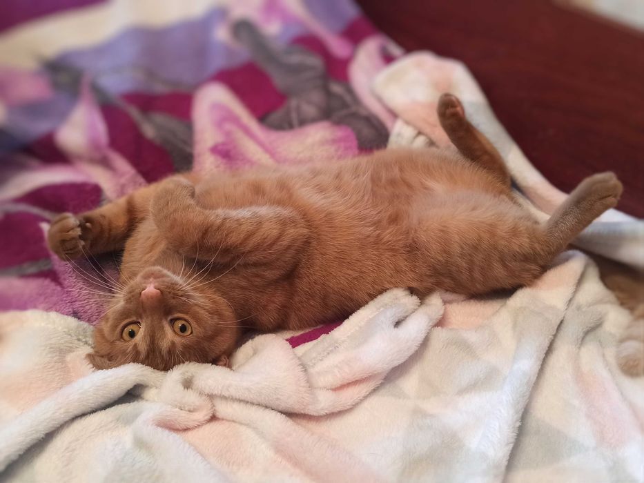 Неймовірний добродушний розумний кіт Денні кастрований