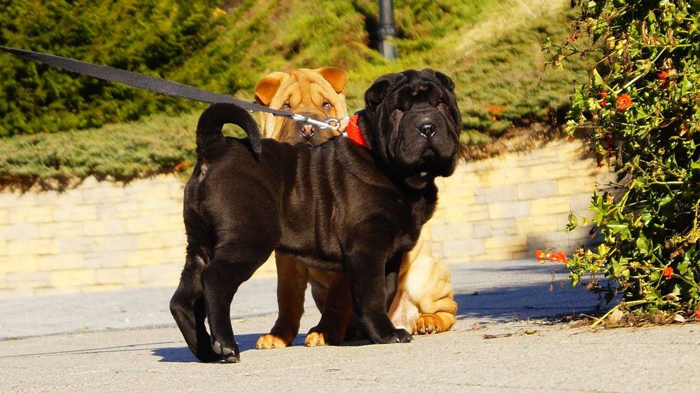 Eter Piekny Szczeniak Shar Pei z rodowodem,  rodzice importowani FCI.