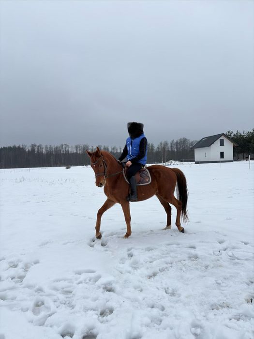 Sprzedam wałacha małopolskiego