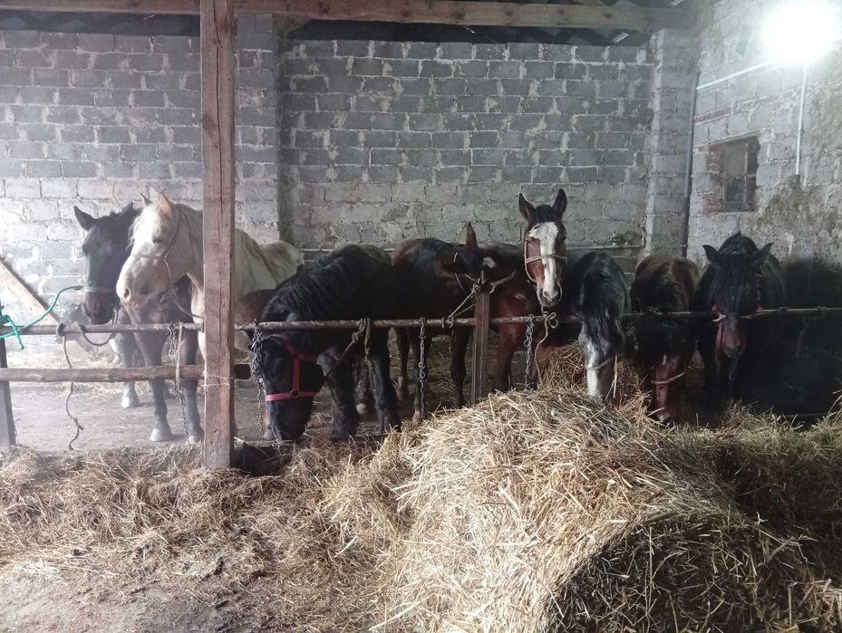 Sprzedam konie całość lub pojedyncze sztuki