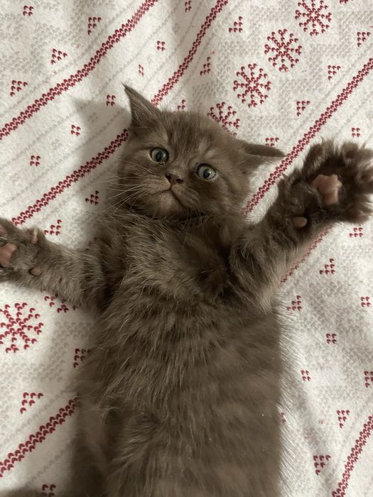 Шотландские котята