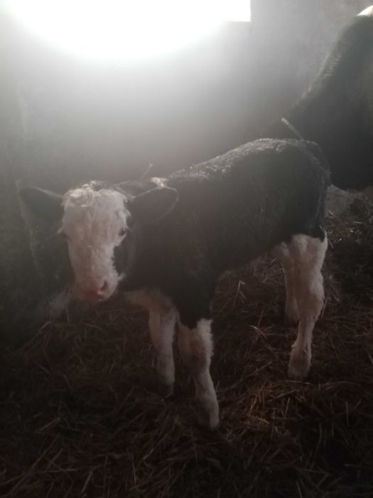 Sprzedam byczka mięsnego i 3 byczki HO