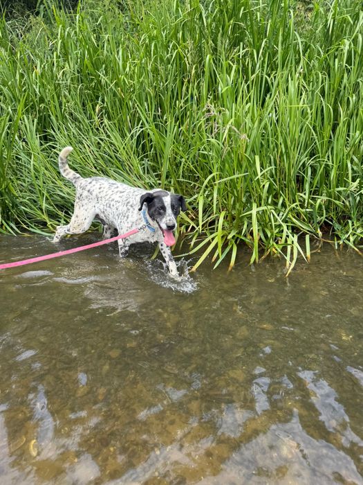 ADOPCJA dalmatynczyk