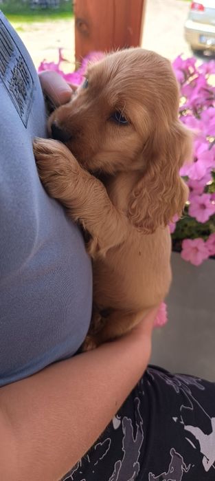 Cocker Spaniel Angielski