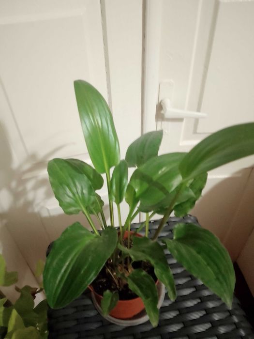 Монстера, бегонії, дріміопсіс, традесканції