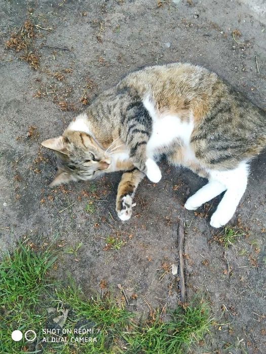 dwie kotki do adopcji