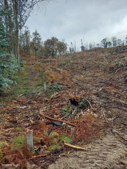 Terreno florestal com área de 41.571m2