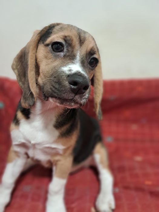 Продам щенков бигля