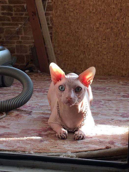 Вязка сфинксов (самый лучший)