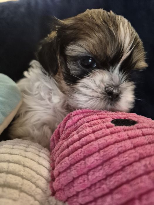 Shih Tzu Abi – prześliczna suczka