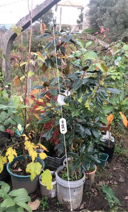 Planta Magnolia branca