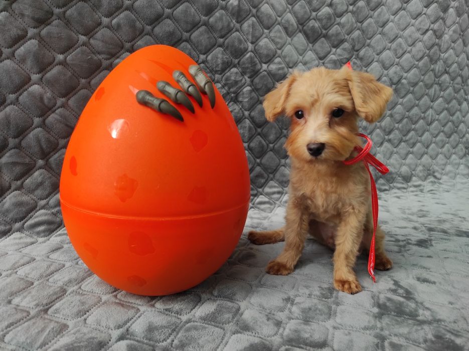 Мальтіпу хлопчик