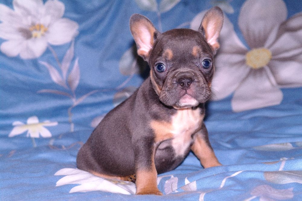 Шикарная девочка