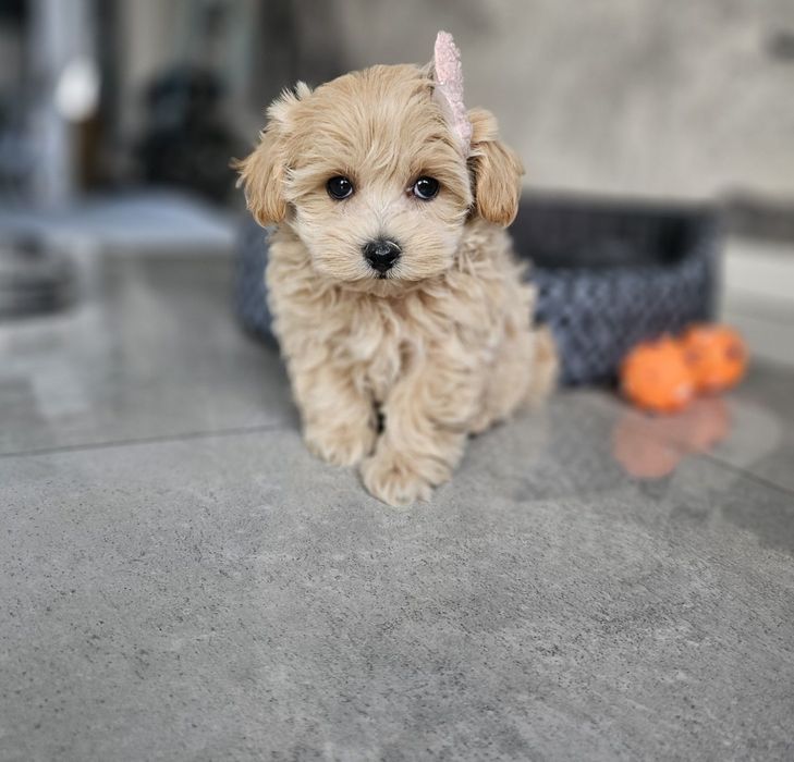 Zjawiskowa Dziewczynka  Maltipoo