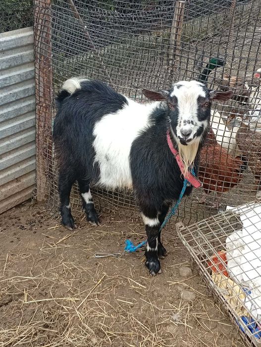Sprzedam kozy Okazja!!
