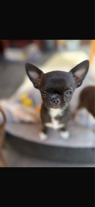Chihuahua  piesek gotowy do odbioru PROMOCJA