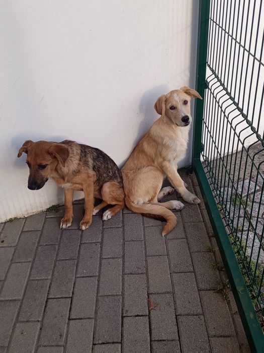 Cadelinhas bebes para adopção