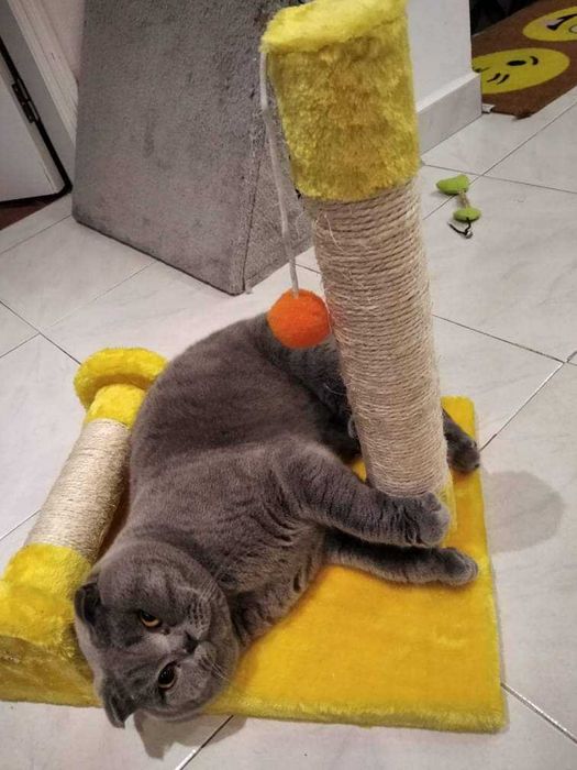 Arranhador para GATOS com bolinha