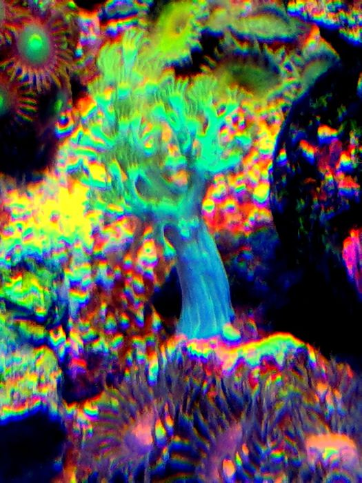 Corais Kenia tree vários