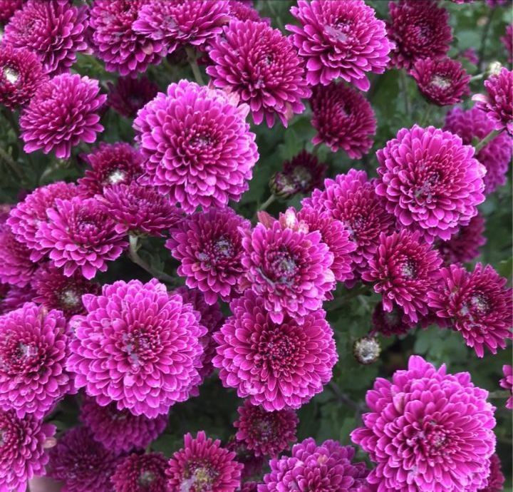 Продам хризантеми мультифлора