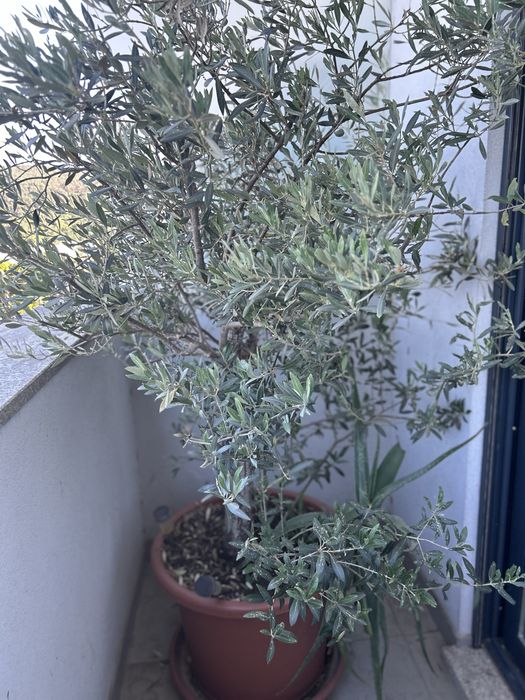 Vendo Oliveira 190cm