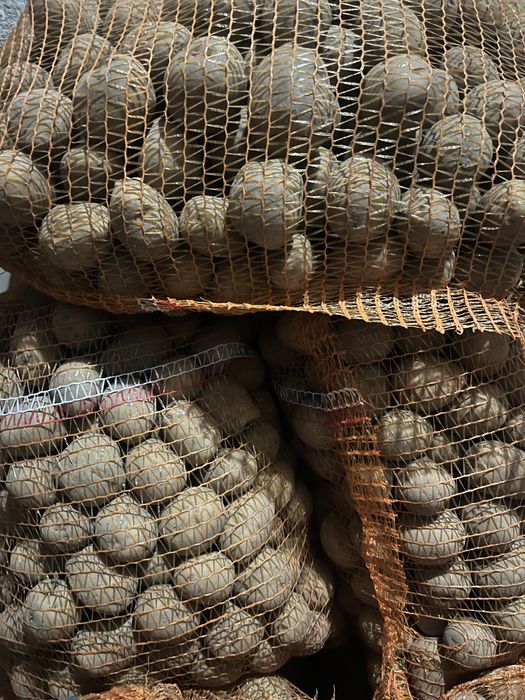 Ziemniaki  jadalne wielkość sadzeniaka