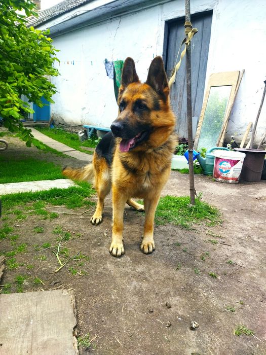 Кобель німецької вівчарки для в'язки.