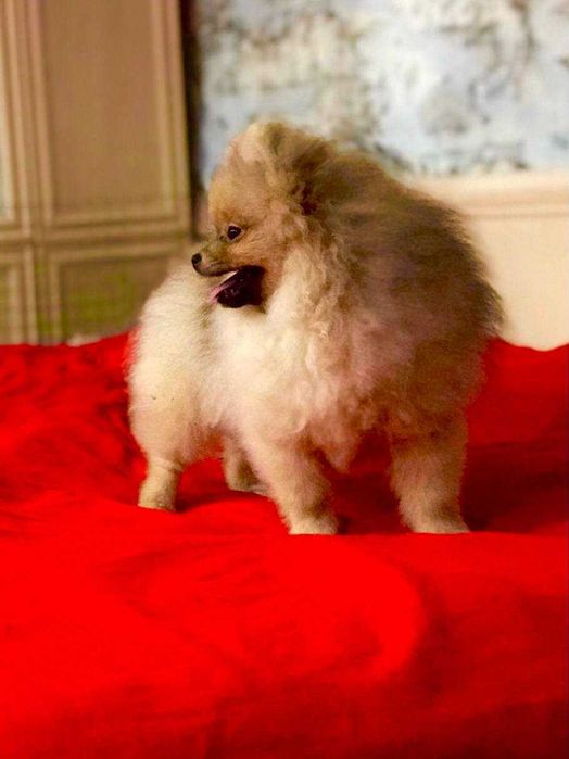 Супер красивая девочка померашка, шпиц померанский.