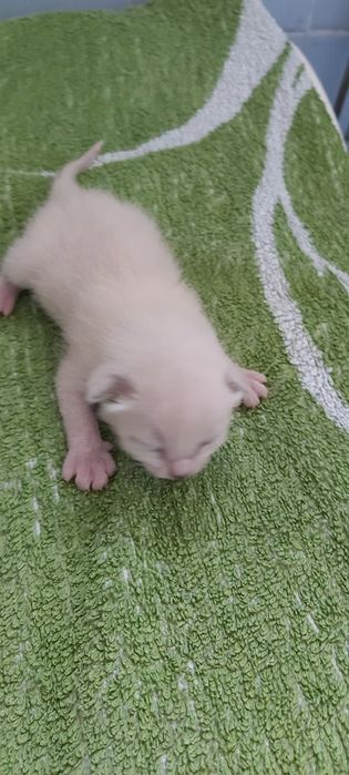 Бурманские котята  (бурма)