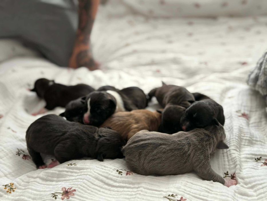 Amstaff American StaffordShire