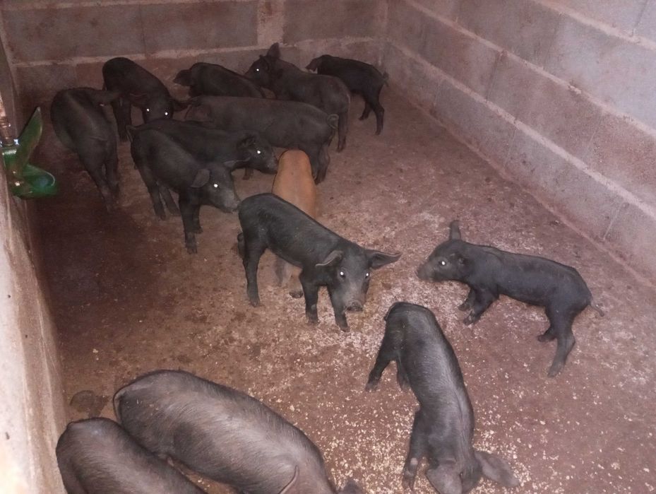 leitões cruzados pietran/Duroc, porcos pretos