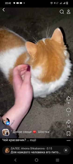 Котик в добрі руки