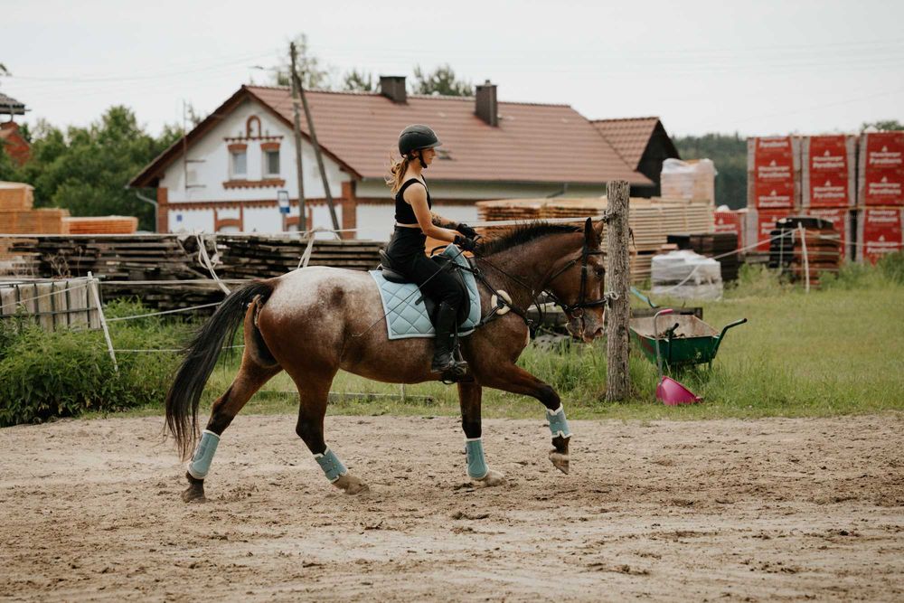 Klacz gniadoratantowata